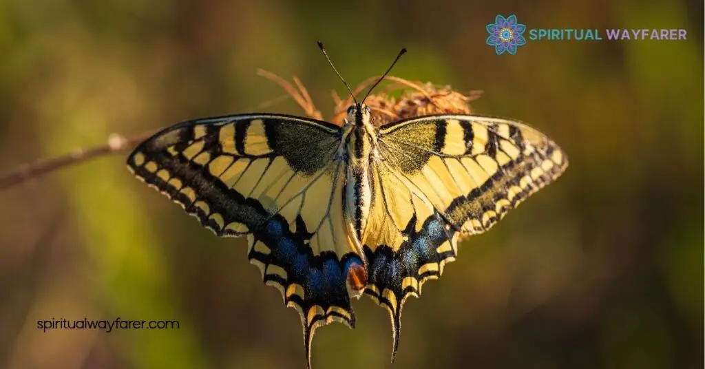 Exploring the Spiritual Meaning and Symbolism of the Tiger Swallowtail Butterfly 4 Connecting with the Spirit of the Tiger Swallowtail Butterfly