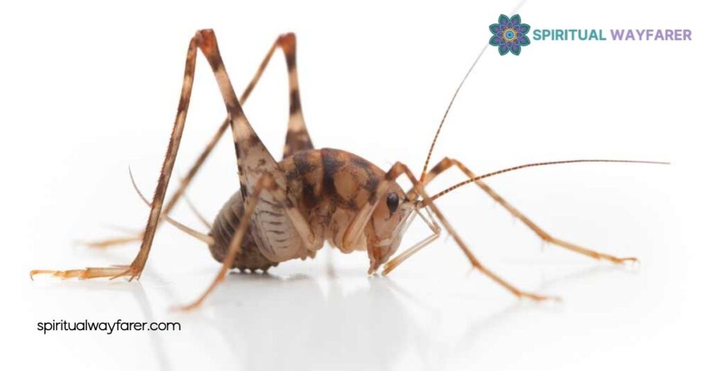 Unlock the Spiritual Meaning of Crickets in Your House: Signs of Luck & Protection 4 Crickets In Home Feng Shui