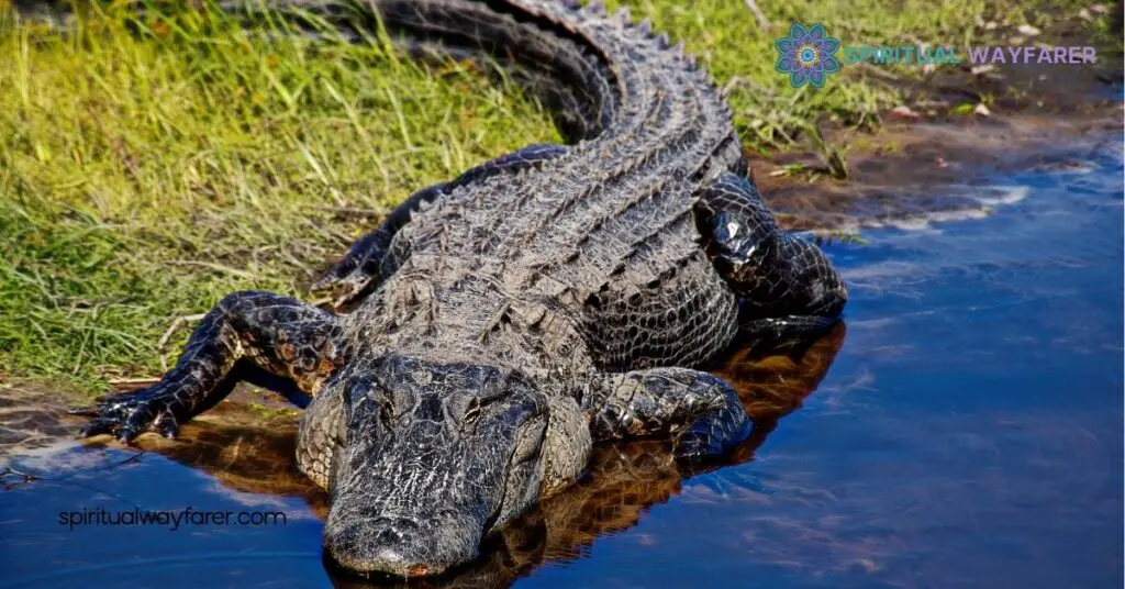 Alligator Symbolism: Discover the Powerful Meanings Across Cultures 3 Cross Cultural Symbolism of the Alligator