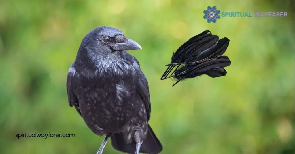 Discover Crow Feather Symbolism: Meanings Across Cultures and History 4 Crow Feathers in Modern Symbolism