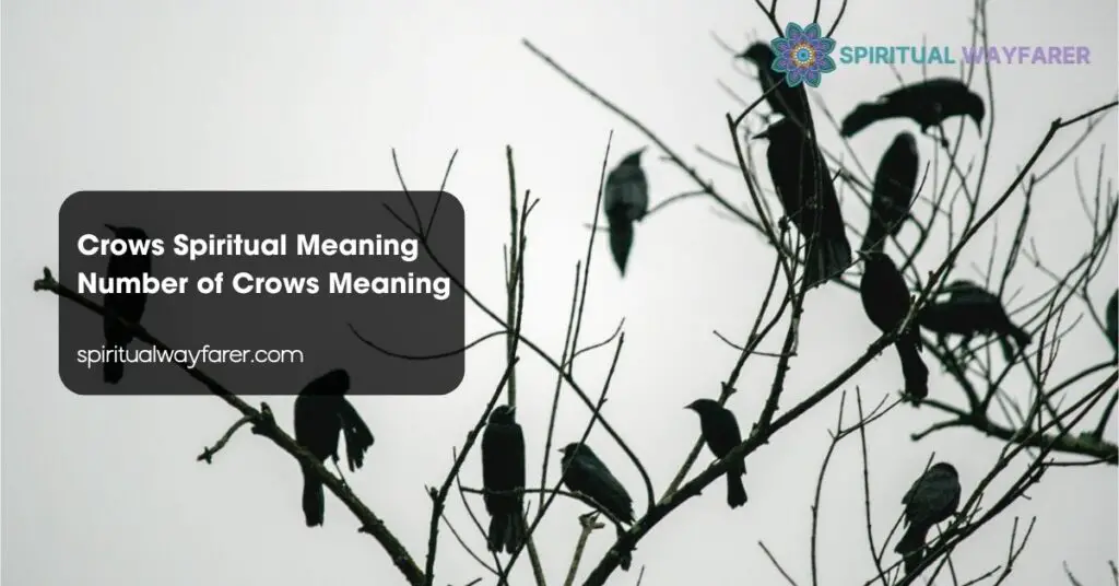Crows Spiritual Meaning Number of Crows Meaning