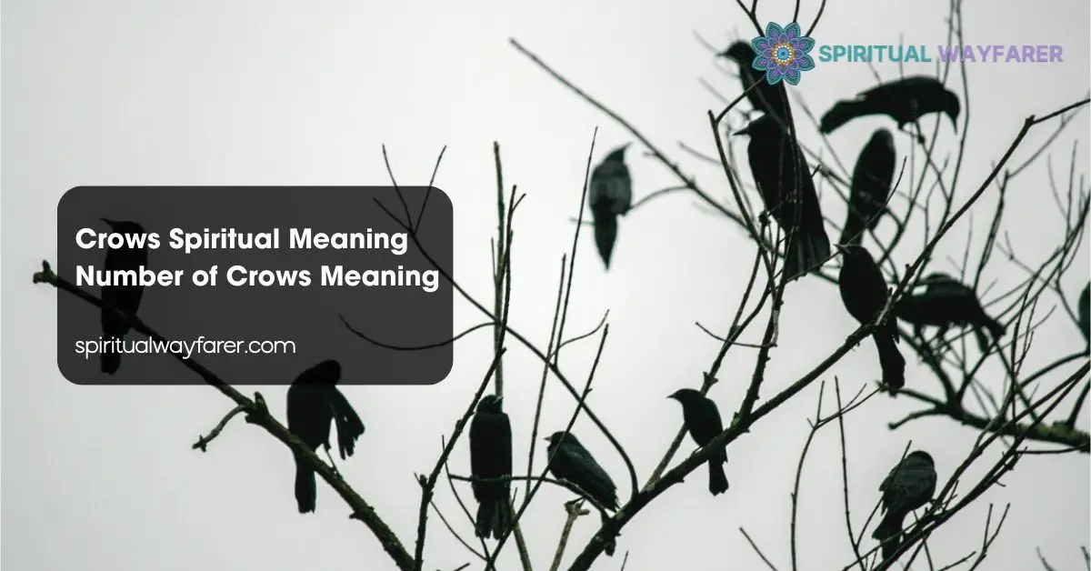 Crows Spiritual Meaning Number of Crows Meaning