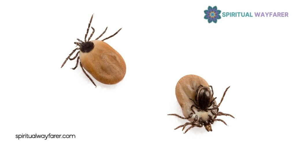 Understanding the Symbolism of Ticks: From Persistence to Hidden Dangers 2 Cultural Interpretations