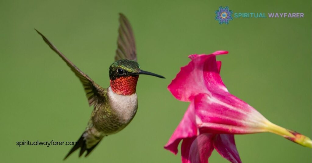 Unlock the Secrets of Hummingbird Symbolism: Meaning, Culture & Inspiration 2 Cultural Interpretations