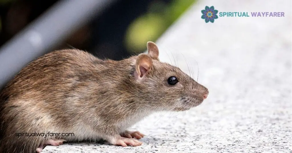 Unveiling Rat Symbolism: Surprising Meanings Across Cultures 2 Cultural Interpretations