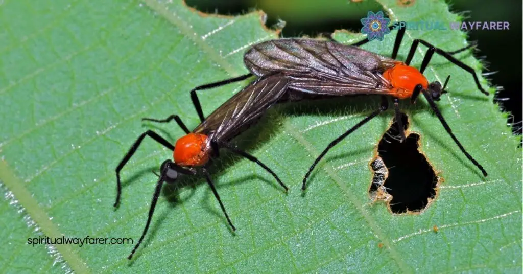 Love Bugs Spiritual Meaning: Discover the Symbolism Behind These Beloved Insects 3 Cultural Interpretations