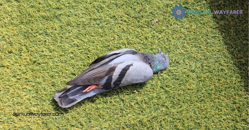 Found a Dead Bird? Discover Its Powerful Spiritual Meaning Now 3 Cultural Interpretations Of Dead Birds