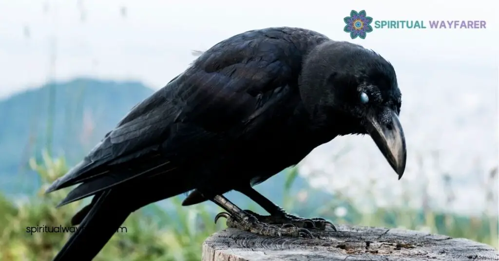 Discover Crow Feather Symbolism: Meanings Across Cultures and History 2 Cultural Interpretations of Crow Feather Symbolism