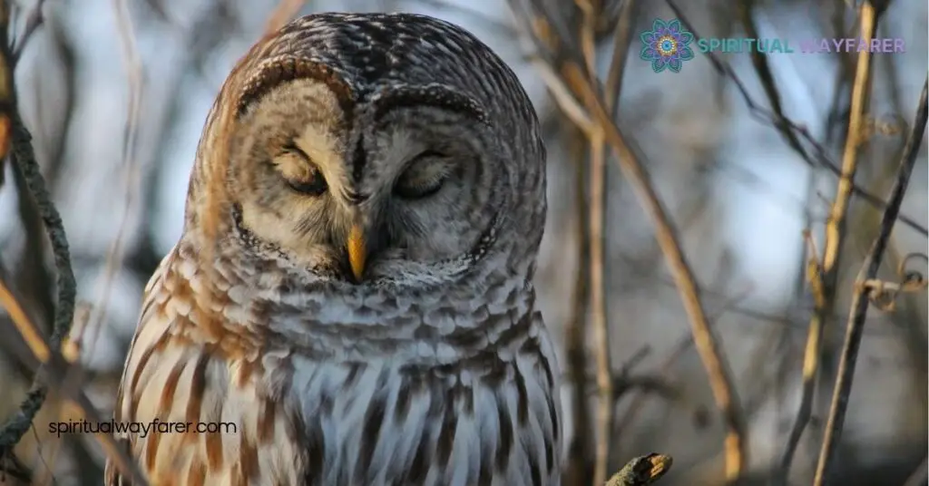 Unlock the Spiritual Meaning and Symbolism of the Barred Owl 3 Cultural Perspectives