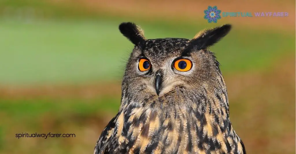 Seeing an Owl During the Day: Unveiling Its Spiritual Meaning 3 Cultural Perspectives On Owls