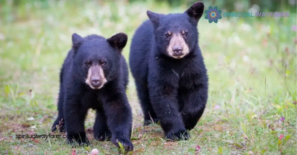 Spiritual Meaning Black Bears Dreams: Discover Their Hidden Messages 3 Cultural Perspectives on Black Bear Dreams