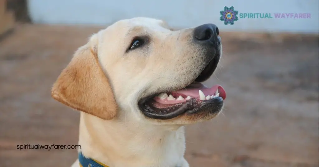 Unlocking Labrador Symbolism: The Deep Meaning Behind America's Favorite Dog 3 Cultural Representations