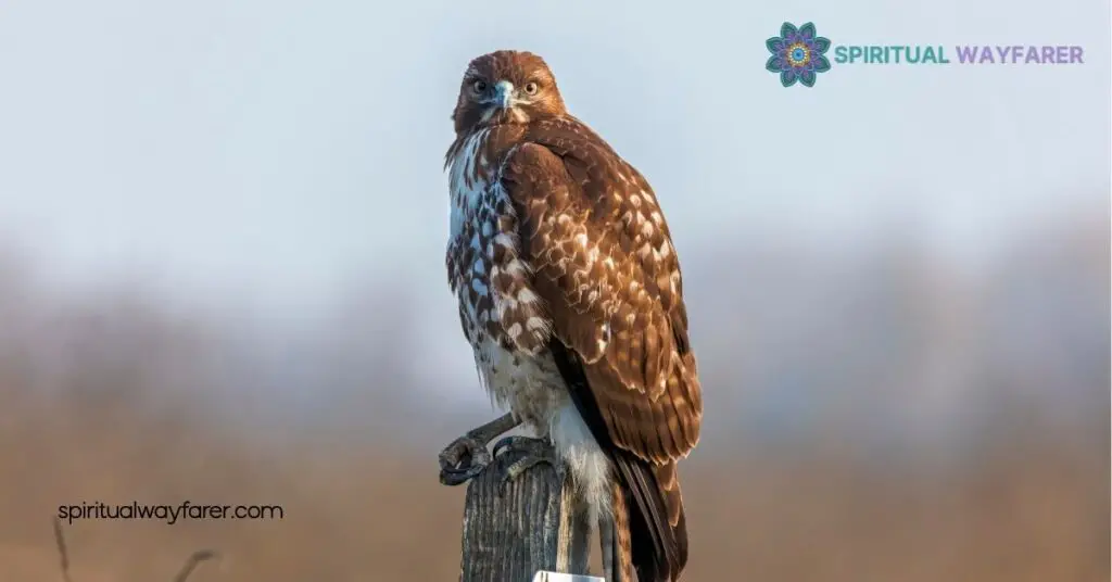 Discover the Powerful Hawk Symbolism: Strength, Vision, and Freedom Unveiled 2 Cultural Representations Of Hawks