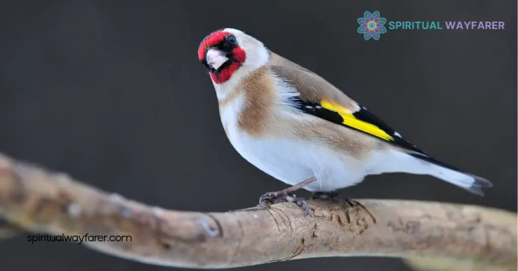 Goldfinch Symbolism Revealed: Explore Its Meaning in Art, Culture & More 2 Cultural Significance