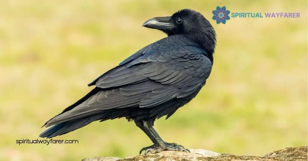 Unlock the Secrets of Raven Symbolism: Myths, Meanings, and Cultural Insights 2 Cultural Significance