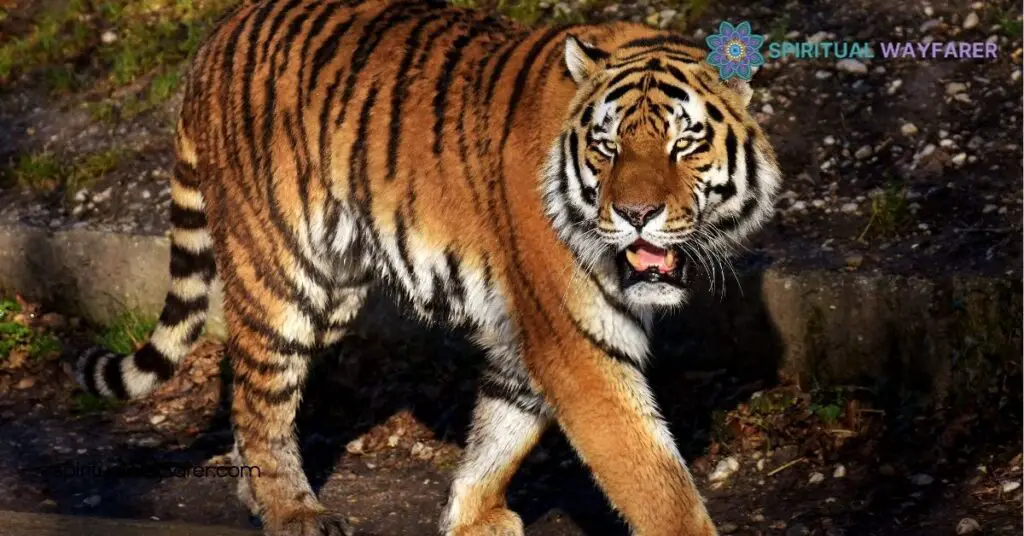 Tiger Symbolism: Exploring Its Powerful Meaning Across Cultures 2 Cultural Significance