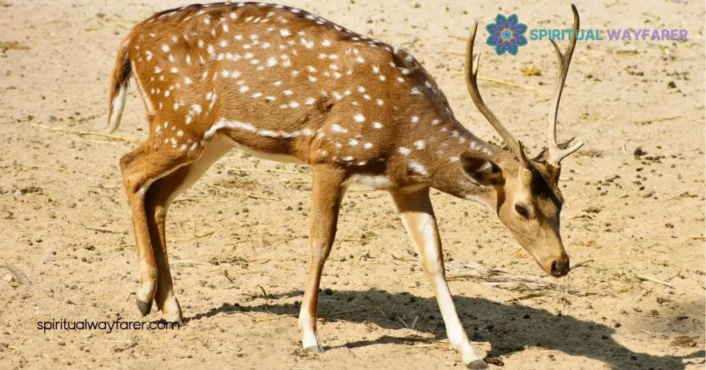 Deer Symbolism Explained: Discover Their Spiritual and Cultural Meanings 2 Cultural Significance