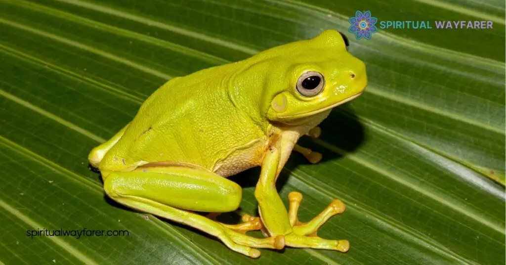 Frog Symbolism Explained: Discover Its Mystical Meaning Across Cultures 2 Cultural Significance