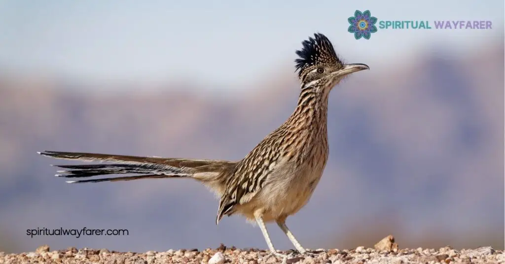 Discover the Hidden Meaning Behind Roadrunner Symbolism 1 Cultural Significance