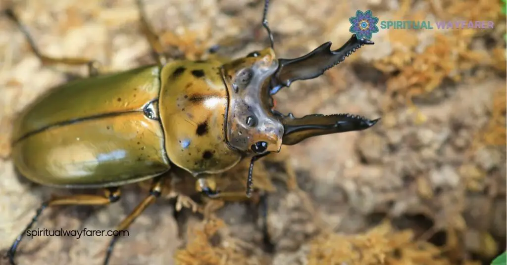 Golden Beetles Spiritual Meaning: Embrace Transformation and Prosperity 2 Cultural Symbolism