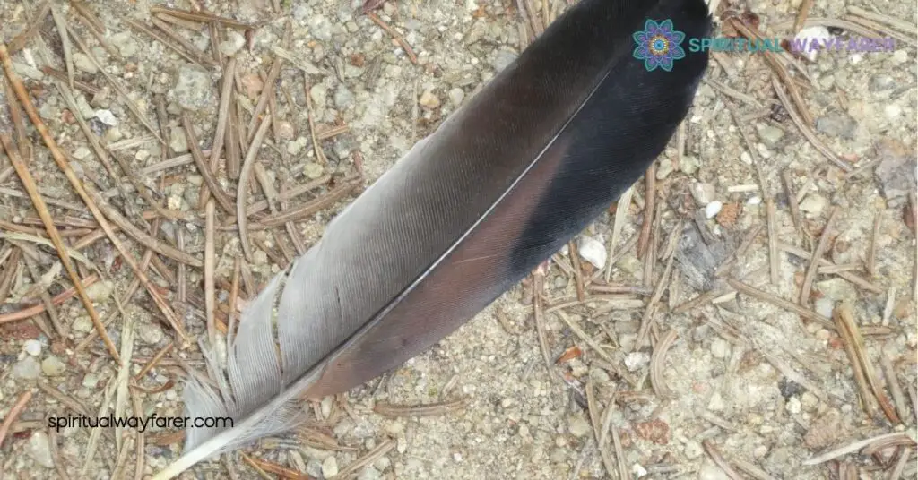 Black and Grey Feather Symbolism Meaning: Secrets of Transformation and Balance 4 Cultural Symbolism