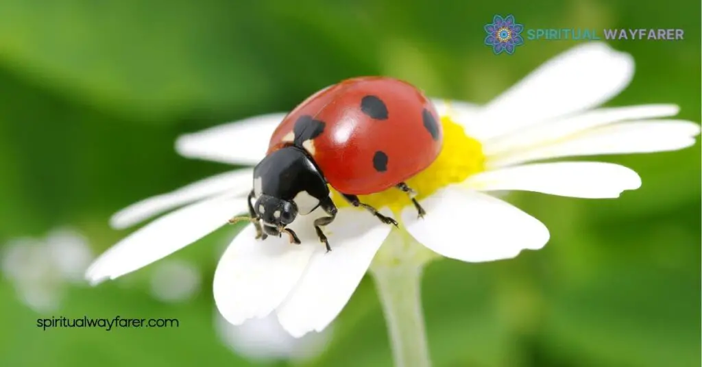 Unlocking Ladybug Symbolism: Discover the Hidden Meanings Behind These Lucky Beetles 2 Cultural Symbolism