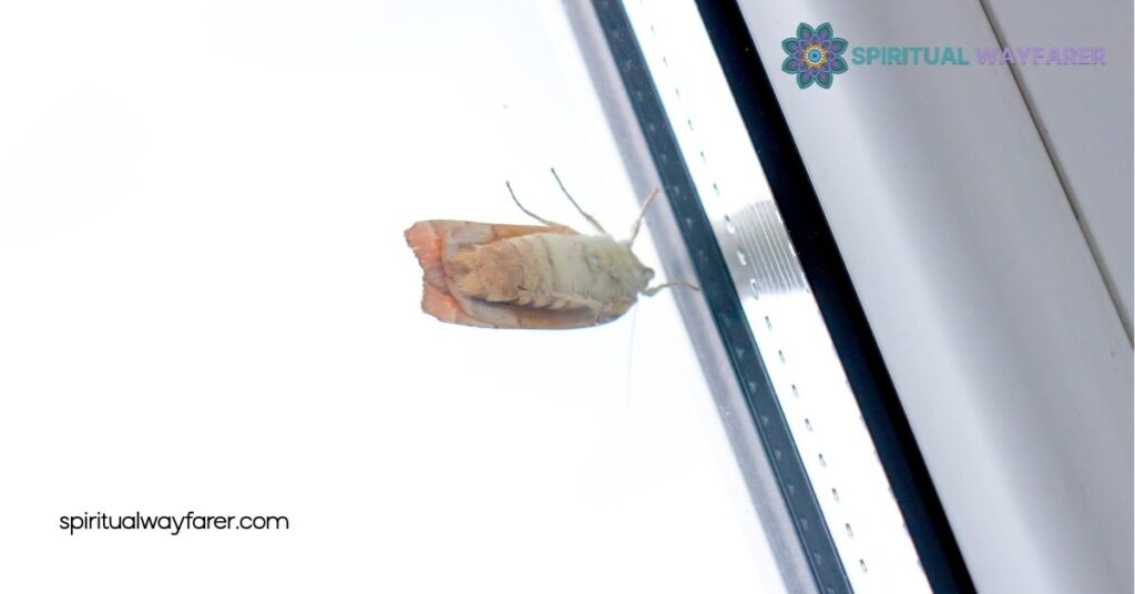 Moth in House Meaning: Symbolism, Cultural Insights & How to Handle It 2 Cultural and Historical Perspectives