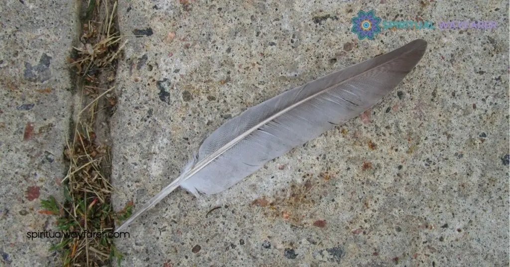Discover the Spiritual Meaning of Finding Feathers on the Ground 3 Cultural and Historical Perspectives on Feathers