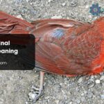 Dead Cardinal Spiritual Meaning