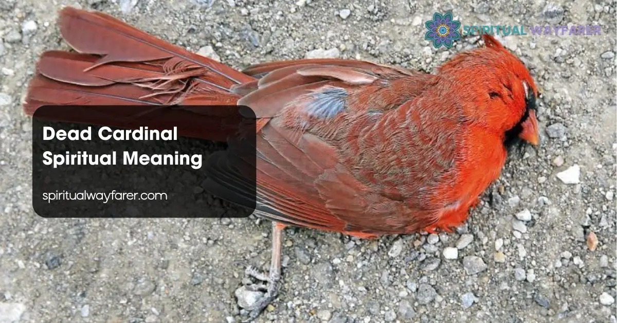 Dead Cardinal Spiritual Meaning