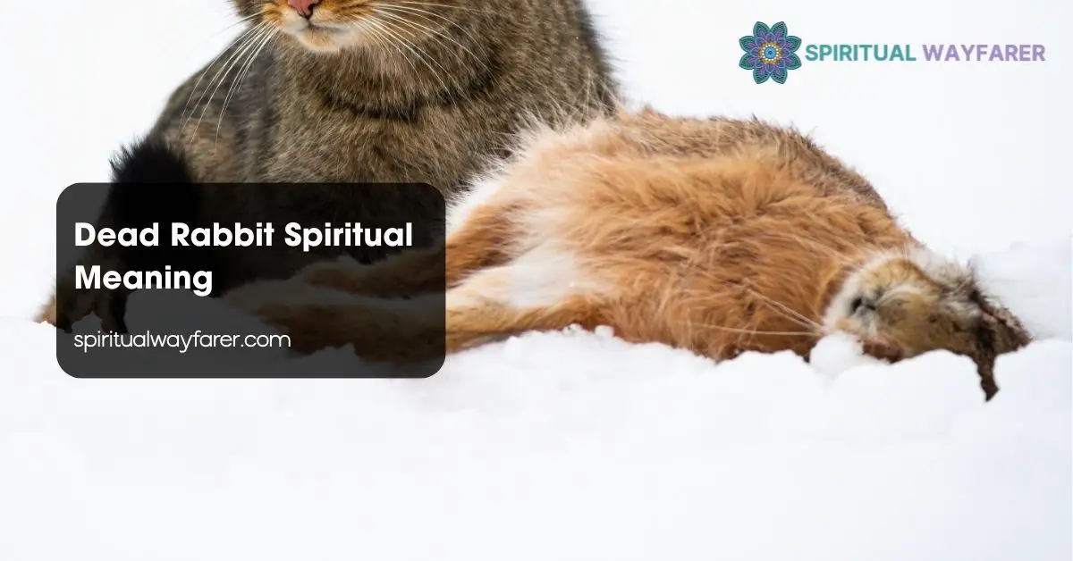 Dead Rabbit Spiritual Meaning