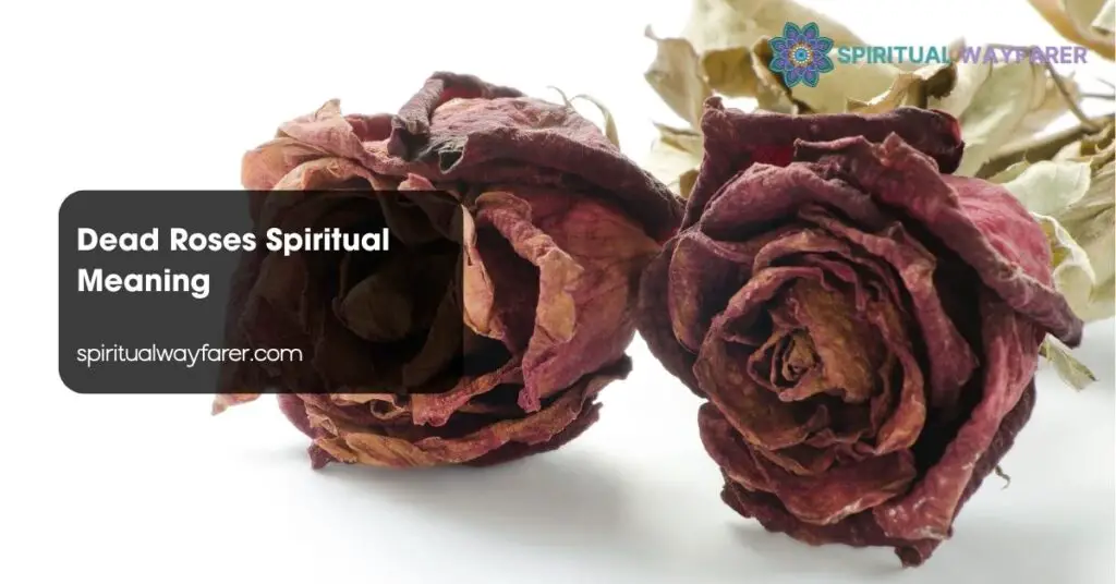 Dead Roses Spiritual Meaning