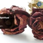 Dead Roses Spiritual Meaning
