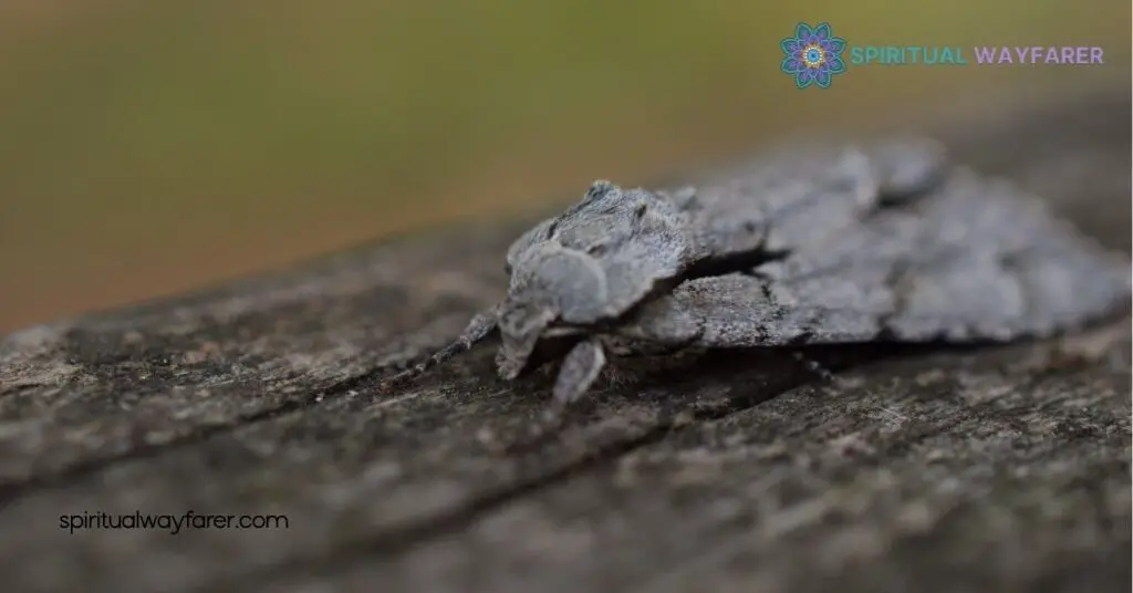 Moth in House Meaning: Symbolism, Cultural Insights & How to Handle It 4 Dealing With Moths in Your Home