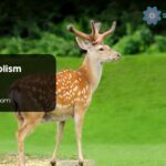 Deer Symbolism