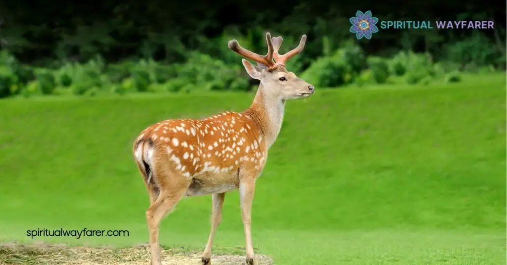 Animals That Symbolize Hope: 6 Inspiring Creatures to Uplift Your Spirit 4 Deer Gentleness And Renewal