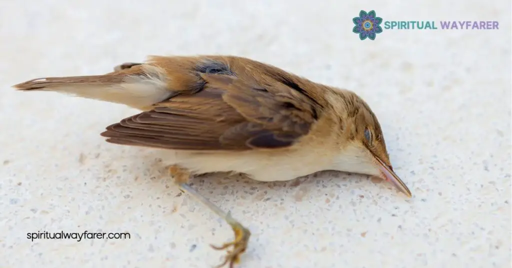 Found a Dead Bird? Discover Its Powerful Spiritual Meaning Now 2 Different Types Of Dead Birds And Their Meanings