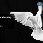Dove Feather Meaning