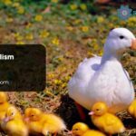 Duck Symbolism
