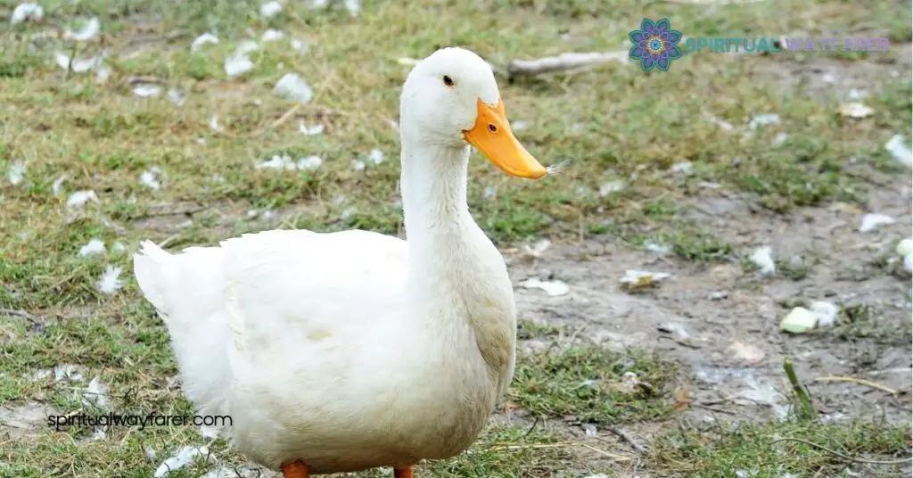 Unveiling Duck Symbolism: Discover the Hidden Meanings Behind These Resilient Birds 3 Duck Symbolism in Literature and Art