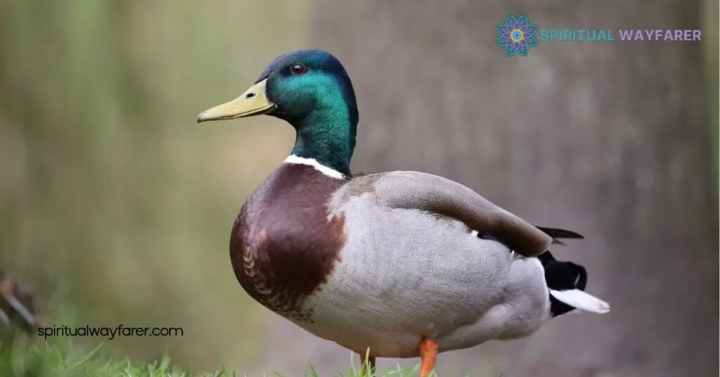 Unveiling Duck Symbolism: Discover the Hidden Meanings Behind These Resilient Birds 4 Duck Symbolism in Psychology