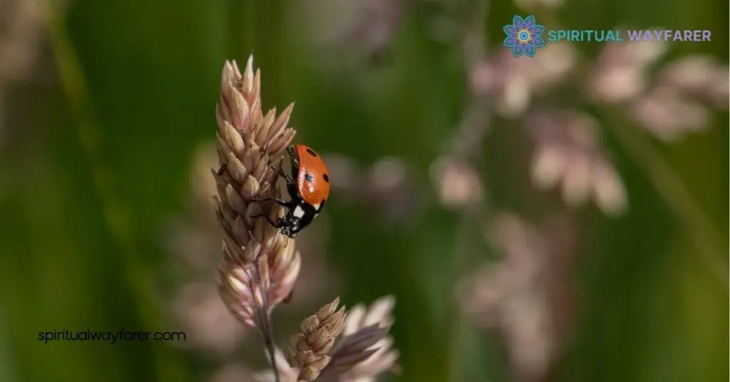 Unlocking Brown Ladybug Spiritual Meaning and Symbolism: Discover Hidden Strengths 4 Embracing Brown Ladybug Symbolism