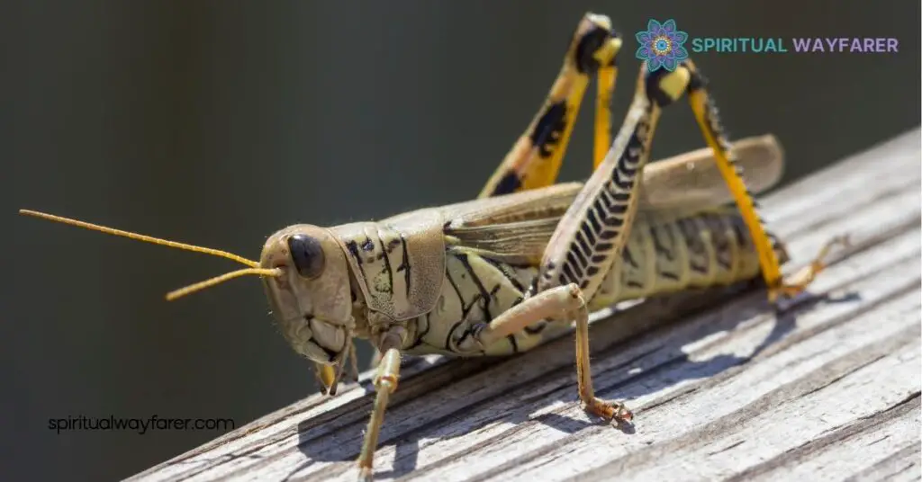 Brown Grasshopper Spiritual Symbolism: What It Means for Your Life 4 Embracing the Brown Grasshopper’s Spiritual Guidance