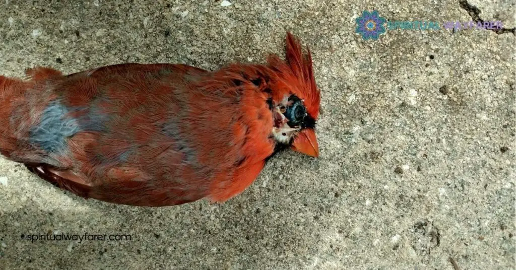 Dead Cardinal Spiritual Meaning: What It’s Telling You Now 4 Embracing the Message