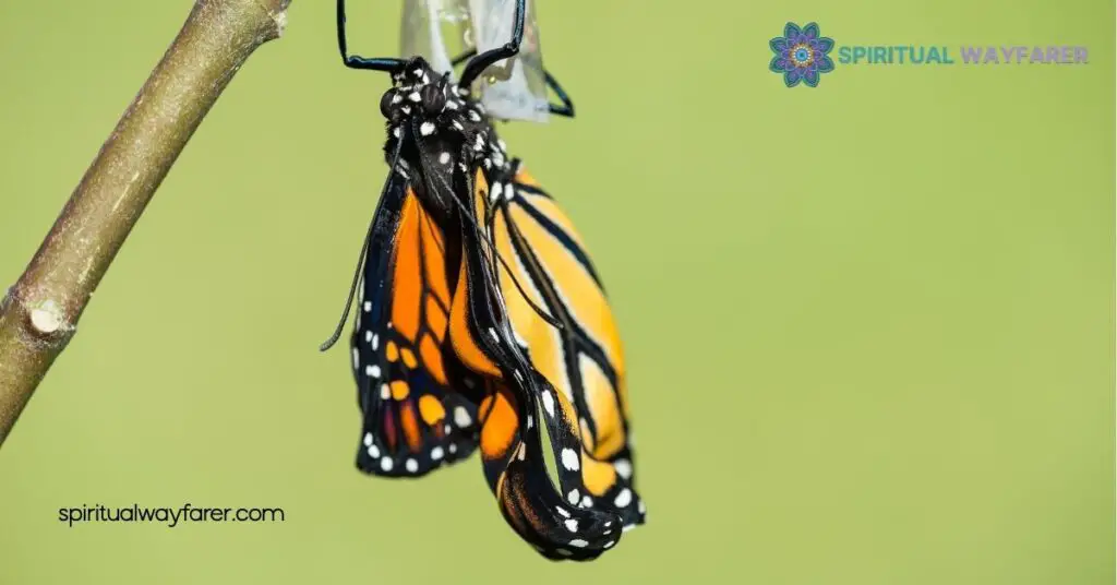 Unlock the Secrets: Orange Black Butterfly Spiritual Meaning Revealed 4 Embracing the Spiritual Meaning