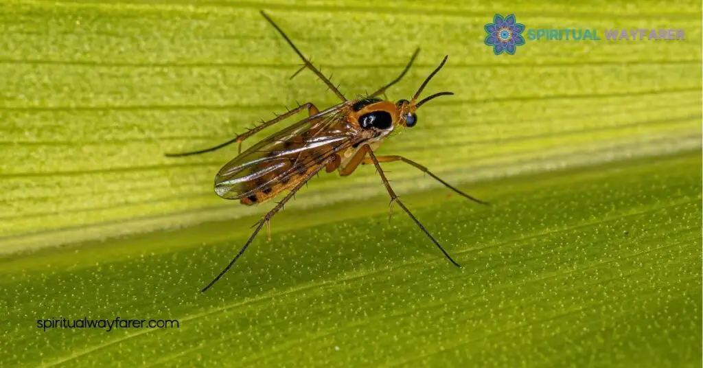 Discover the Spiritual Meaning of Gnats in Your House – Surprising Insights 4 Enhancing Spiritual Connections with Gnats