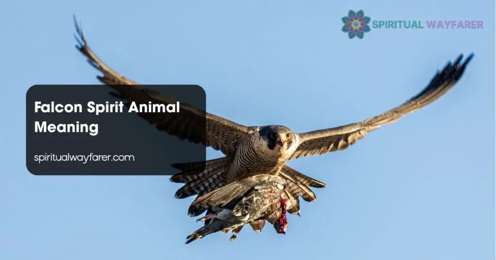 Falcon Spirit Animal Meaning