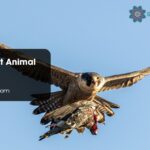 Falcon Spirit Animal Meaning
