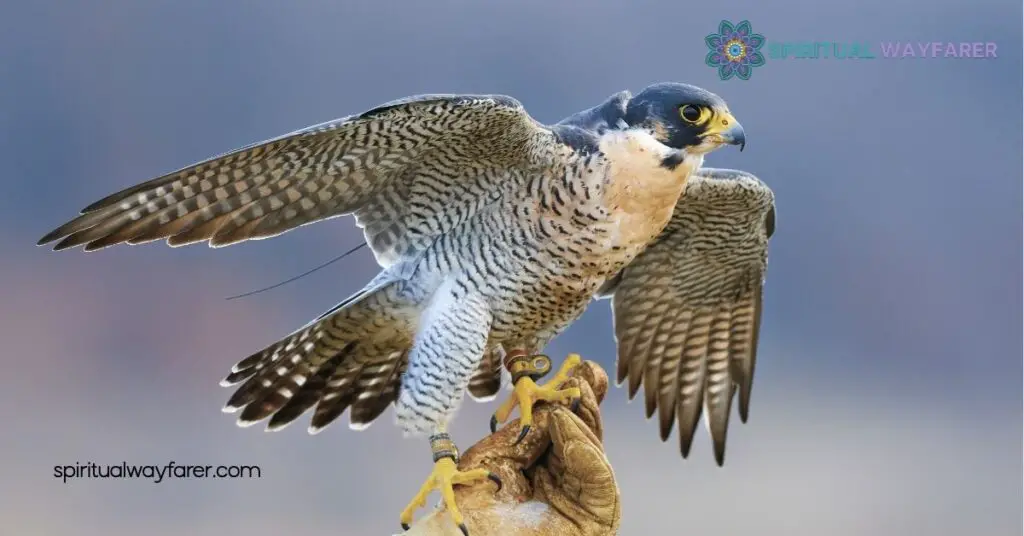 Falcon Symbolism: Exploring Power, Freedom & Cultural Significance 2 Falcons in Mythology and Religion