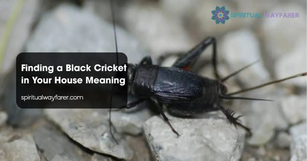 Finding a Black Cricket in Your House Meaning